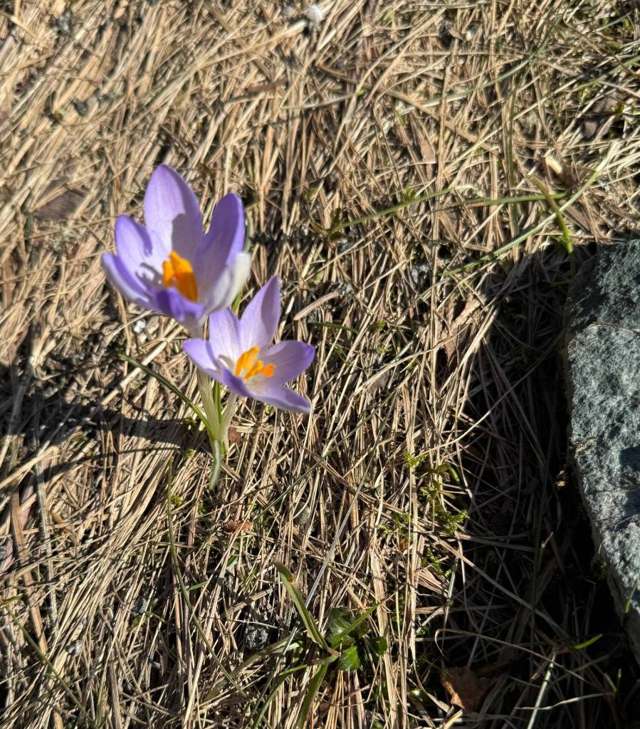 Twin crocuses push triumphantly through dead winter grass along Glacier Highway on March 21. (Photo by Denise Carroll)