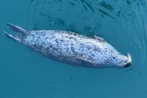 A harbor seal lazily floats in the calm cool downtown harbor waters on March 21. (Photo by Denise Carroll)