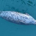 A harbor seal lazily floats in the calm cool downtown harbor waters on March 21. (Photo by Denise Carroll)