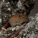 A northern red-backed vole scampers through a forested area of the Kenai Peninsula. These small mammals, found in almost all parts of Alaska, are known carriers of the virus that causes the disease being renamed borealpox. The borealpox virus  known up to now as the Alaskapox virus  appears to be more widespread in the environment than previously understood. (Photo by Colin Canturbury/U.S. Fish and Wildlife Service)