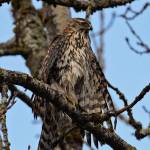 A juvenile goshawk perches while drying its feathers. (Photo by Mark Schwan)