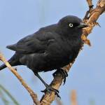 A male rusty blackbird in breeding dress. (Photo by Bob Armstrong)