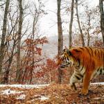 Tiger siblings Korol and Kunali relax in the snow at the Alaska Zoo in Anchorage. After each tiger died, zoo officials donated them to the UA Museum of the North in Fairbanks, where they are available for scientific research and outreach. (Photo courtesy of the Alaska Zoo)