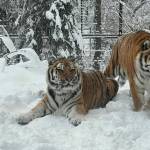 A Siberian tiger walks in the wilds of Siberia. (Remote camera photo courtesy of the Ministry of the Russian Federation for the Development of the Far East and Arctic)