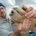 Aren Gunderson of the UA Museum of the North inspects the back paw of a Siberian tiger donated recently by officials of the Alaska Zoo in Anchorage after the tiger died at age 19. (Photo by Ned Rozell)