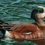 The 2024 Alaska Junior Duck Stamp Contest winning painting of an American Wigeon titled Perusing in the Pond by Jade Hicks, a student at Thunder Mountain High School. (Photo courtesy of the U.S. Fish and Wildlife Service)