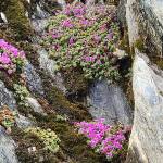 Purple mountain saxifrage blooms on cliffs along Perseverance Trail in early April. (Photo by Pam Bergeson)