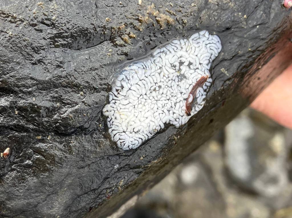 Eggs from shag rug sea slugs. (Photo by Mary F. Willson)