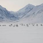 Caribou cross through Gates of the Arctic National Park and Preserve in their 2012 spring migration. A 211-mile industrial road that the Alaska Industrial Development and Export Authority wants to build would pass through Gates of the Arctic and other areas used by the Western Arctic Caribou Herd, one of the largest in North America. Supporters, including many Alaska political leaders, say the road would provide important economic benefits. Opponents say it would have unacceptable effects on the caribou. (Photo by Zak Richter/National Park Service)