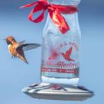 A Rufous hummingbird hovers near a glass hummingbird feeder filled with homemade liquid food. Keeping the feeder clean is important to prevent mold, bacteria and disease. (Photo by Kerry Howard)