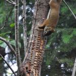 Tree sap collects in wells drilled by Red-breasted Sapsuckers. These sites sustain hummingbirds in chilly late winter conditions before flowers bloom. Many other species such as this red squirrel forage on the sap also. Sapsuckers are known to advertise their courtship interest by pecking on metal drainpipes, signs and structures in springtime. The sound rattles loudly through the forest. (Photo by Laurie Craig)