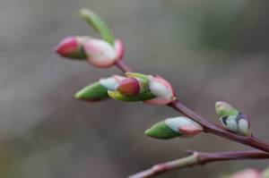The beginnings of a budding garden in Southeast Alaska. (Photo by Jeff Lund)