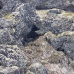 An opening in the Lost Jim Lava Flow forms the entrance to a small cave where hunters cached kayak paddles and weapons on Alaskas Seward Peninsula. (Photo by Ben Jones)