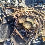 Eggs in an Arctic Terns nest. (U.S. Forest Service photo)