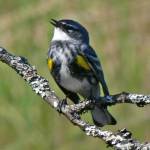 A male yellow-rumped warbler sings. (Photo by Bob Armstrong)