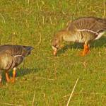 Greater white-fronted geese forage in the wetlands. (Photo by Bob Armstrong)
