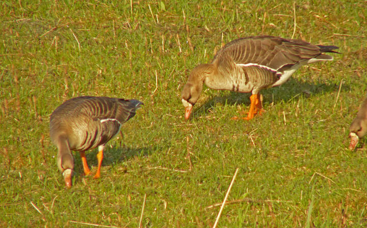 Greater white-fronted geese forage in the wetlands. (Photo by Bob Armstrong)