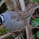 A white-crowned sparrow inspects the ground for seeds. (Photo by Bob Armstrong)