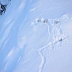 Mountain goats rest on snow beds above Klukwan following a winter storm in 2020 that deposited more than 6 feet of snow in December of 2020. (Photo by Kevin White)