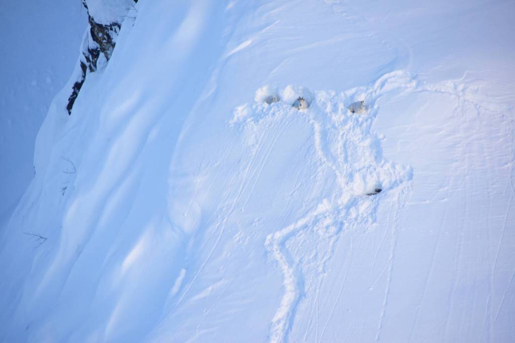 Mountain goats rest on snow beds above Klukwan following a winter storm in 2020 that deposited more than 6 feet of snow in December of 2020. (Photo by Kevin White)