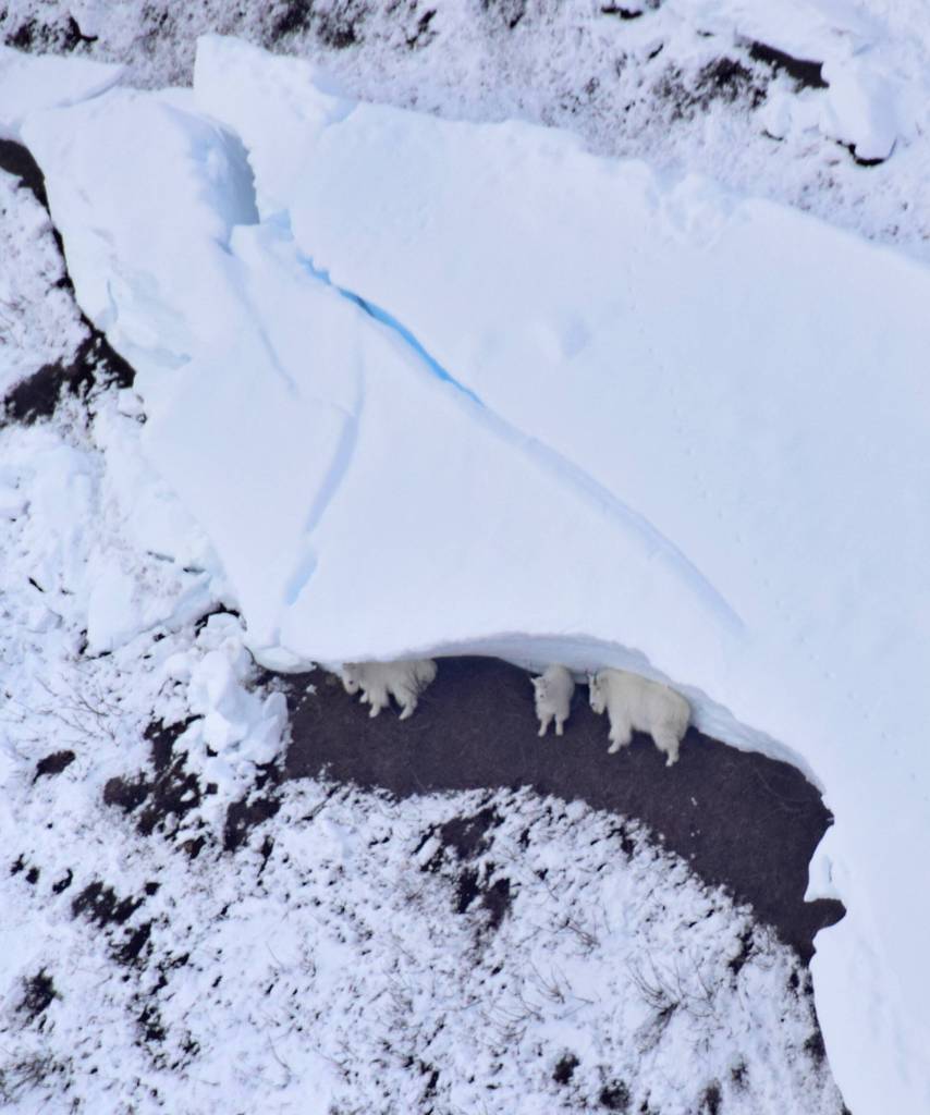 Mountain goats shelter beneath the fracture line of an avalanche above Klukwan. (Photo by Kevin White)