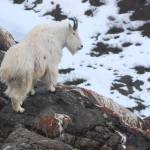 An adult male mountain goat scans the horizon near the Juneau Icefield. (Photo by Kevin White)