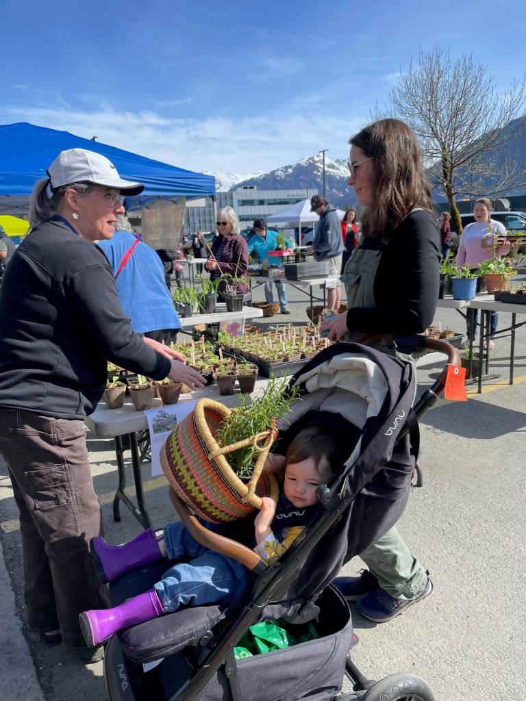 Thane Community Gardens Lauren Smoker discusses parsley varieties with valley gardener Kyleen Luhrs while young Della holds her mothers basket containing a potted rosemary plant. Living near the glacier has not deterred Luhrs food growing efforts, although plants are slower to emerge than in warmer Thane. She has six large raised beds for growing greens, zucchini, beets, other edibles and many varieties of berries. Her family converted their lawn to food production as well as perennial flowers. (Laurie Craig / Juneau Empire)