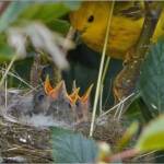 Hungry yellow warbler chicks beg for food with open mouths. (Photo by Bob Armstrong)