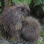 A porcupine nurses its young one, providing milk. (Photo by Bob Armstong)