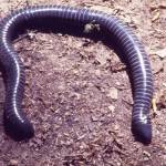 A Siphonops annulatus. (By Andreas Schlüter/CC BY-SA 2.5)