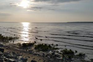 Shorebirds forage on July 17, 2019, along the edge of Cook Inlet by the Tony Knowles Coastal Trail in Anchorage. The Alaska Legislature has passed a bill that will enable carbon storage in reservoirs deep below Cook Inlet. The carbon-storage bill include numerous other provisions aimed at improving energy supplies and deliverability in Cook Inlet and elsewhere. (Yereth Rosen/Alaska Beacon)