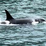 An orca swims beside a boat near Berners Bay on May 12. (Photo by Eric Jorgensen)