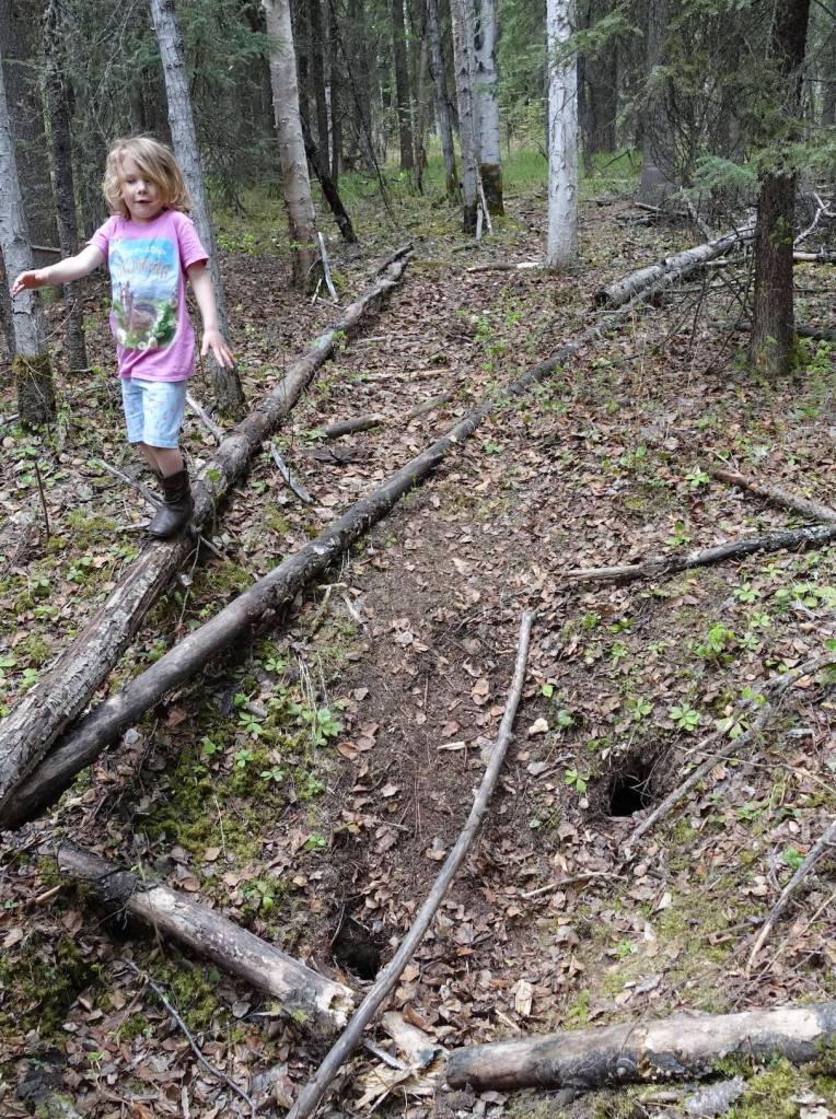 Six-year-old Rose Bulger balances on a fallen log above two holes in the forest floor related to permafrost thaw. (Photo by Ned Rozell)