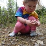 Violet Bulger, 2, collects rocks as she accompanies her mother on a science exploration on the UAF campus May 22, 2024. (Photo by Ned Rozell)