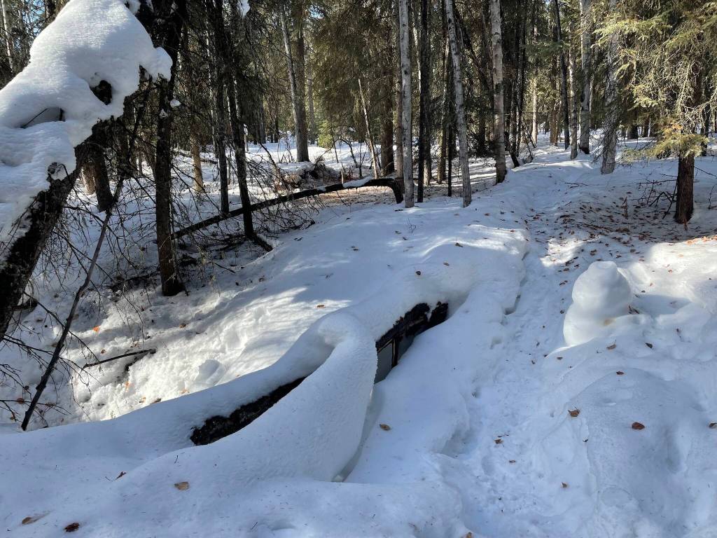 A chimney formed by moist air expelled from a hole in the ground on the UAF campus. Photographed in April 2024. (Photo by Ned Rozell)