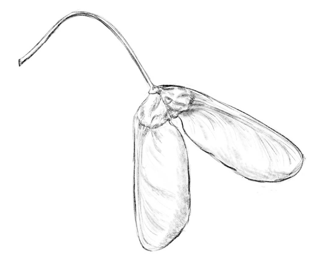 A sketch shows how two samaras will separate and the wings will help them disperse on the wind. (Illustration by K.M. Hocker)