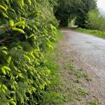 Spruce tips emerging on May 25 beside a Juneau trail. (Laurie Craig / Juneau Empire)