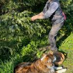 Rebecca Albert harvests spruce tips as her dog Tilli rests at her feet. (Laurie Craig / Juneau Empire)