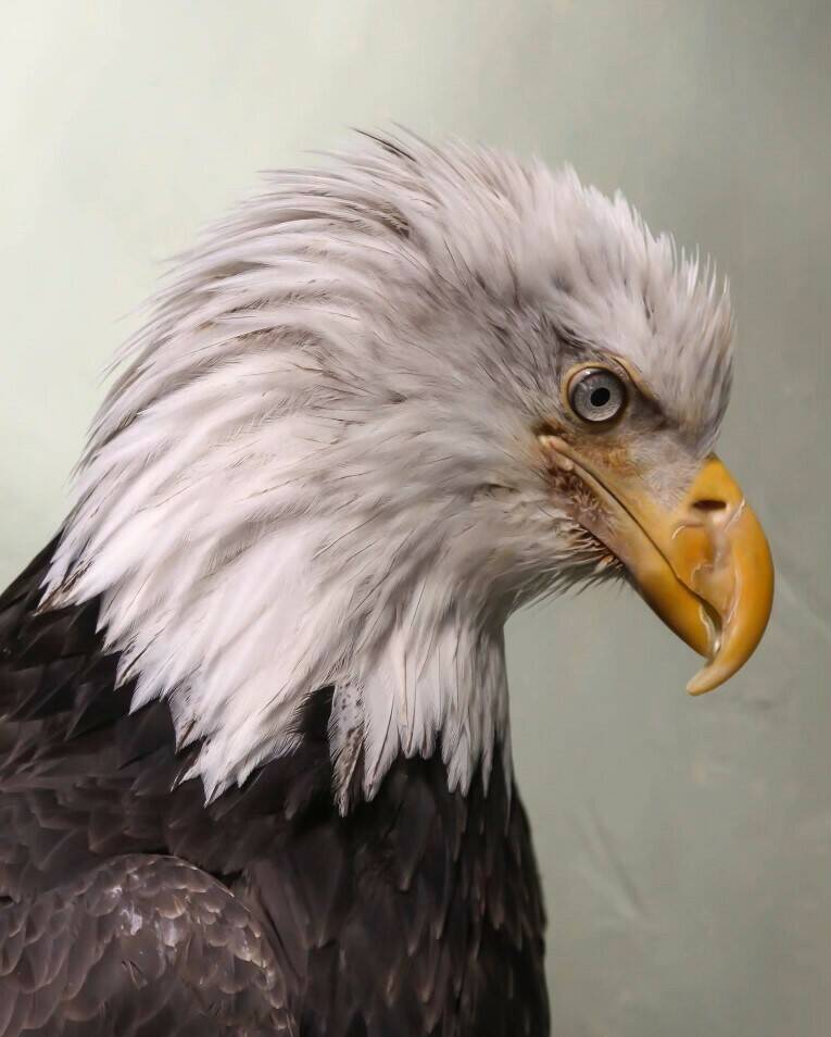 Lady Baltimore was a non-releasable American bald eagle who served as an education bird in Juneau. This photo was taken in 2015. (Photo courtesy of Kathy Benner)