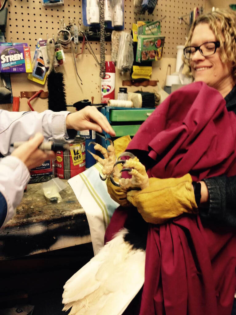 JRC volunteer Kathy Benner holds Lady Baltimore for a talon trim. (Photo courtesy of Kathy Benner)