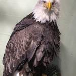 Lady Baltimore perches in her enclosure. (Photo courtesy of Kathy Benner)