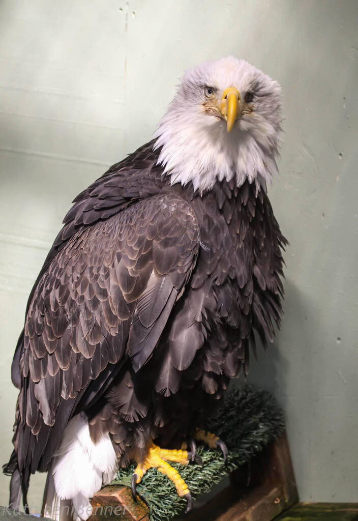 Lady Baltimore perches in her enclosure. (Photo courtesy of Kathy Benner)