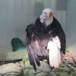 Lady Baltimore, a bald eagle in Alaska who survived a poaching attempt, rests in her Juneau Raptor Center mew on Aug. 15, 2015. (Photo by Michael Haase, republished under a <a href="https://outlook.office.com/mail/safelink.html?url=https%3A%2F%2Fcommons.m.wikimedia.org%2Fwiki%2FFile%3ALady_Baltimore%2C_in_her_habitat.jpg&locale=en-US&wau=https%3A%2F%2FCAN01.safelinks.protection.outlook.com%2FGetUrlReputation&wid=00730A1A-3310-48BA-AB07-9EC288151649&corid=fe4b86a4-d74c-6b07-ee96-c3ad70e72fe9&srcid=db9d34a3-417f-4f35-e51e-08dc89cbd38e&appname=Microsoft+Outlook+Web+App&appver=20240531006.10&os=Windows+11&scdt=2024-06-11T04%3A06%3A03.000Z&pc=SiNIE2UHOqjsTDeXu7Qfyl%252f0MuM1kiKgjDI2DLrLH1JtQskx5i5%252bdCN7xoG7%252fK1PRa6yy%252fZ3XSb1i%252flsuVK3Vg2H8GhlH8EI66vwnIpdMySAeNhuPkGF9oUXcpmLa7wYfp9hYljGPlX%252fSUN0ka%252fb9fuEHTl%252bfeMVuBW0L4IqZfn4gHRu5Ez07auJmxfEe%252fyzlCybtU5MUoj7vmFiXew9dmOaFtr%252f%252bdd17LZaSzB7cB7Tj8KAmKqi%252ftoT4SC80diZ20XyICPcpGppo4wisO2jK4br%252bAjP63uYoLki25GD4vg6DSSzG20omh1G23J5Mq7yBlLkouXe1e%252fJecID3cLJfeijvHoke%252fFySGVtSlX%252bC0yuPc9PBaswFDfPD8y%252bq%252fplEBKO0X%252fIqyibnqn0nCLKAb7C5Y6T%252fILLzAy07ubY6JHVJpxVmgN5nhYoJz4MNCFbSTrI%252bgXG1dJyW6J2s1lZuaC3wxLjKQYLxbxMZHBXXynxwJtpM1t6LenhuuRdIrFoA46%252bhWWG6ktdCHYONSJ06udG9wIbL1hY%252fEt8kuNBMlPVvuDeYerfRKWMDky9QjvrZCq0oOKLYZbfOzjYmQyMo8XmSPPfSCg%252fUSJiroVTfZUB%252fLKWUUPMVcpyrDcG%252bTJfmaDa3HYVORIM04OyCm7D4S1deoPf1%252bl%252bQ6xLjwqr%252bNipW51fespW%252fhPNEdZvYtkEX1WHv0uEXq%252fsfKcJbiYWeoC7HQvc9LSuXxQTixmRbyptbfMCZL3yGoOwfax0o0dr5zRwBB6aByMBxXXnIq6EtkdpCrdK20tdcp10%252f6cgbwSRykCRtWWHjfcin4%252foTuur3I6RhyYTjSBVmmjG86far6r4mu28yX11kGGSwkT068%252fzNolbsJy72QcOwQbEFxExwDPwnCpI5joLpqPPTd5iY7trqLiJEPE5Nq8SF5aVbkJ1ls3KNAH%252bGUKaMLGO0JopoKwd%252bcITA26Og3W5jwkL4vZqwax7zOVJ1QXW0or5msVz1dGhQEPMFHDNoRXA49PqYVp8uhybRod%252bc8HOL9Ardc%252fJyiaFGtYuGJjFILBPJPFvIfhIF1tvyhvXbtJYHTrS2EHPLydOALIXXFQOu02a9Ky7JL16AafcjAKSoNvefUHoox83YCUid70tE6tayBEx1YLPIwe5OmR1TPuH50EUNfPFwVsJPTc%252b5%252fSmGp8LVhh36y1pEcf%252fyEbCFPZYvZuAgux1d%252btAU0%252f%252bDTp4WssPiTZJ7njswKiaMtHqeyithLO2v1ggqi2qeu%252bpPqwRo5owqSW6BNgPCEduo1cJFRBFyfGiUKCcxAjLt%252ba3q7LkYI6ujxsf8oPlyZf4Td7beQ3KgrOo572qp2H%252fBaQCPcRlAiY%252feJCGOqwnIcrnr%252f2C7ovGbjx9D0mzpqEcCojm9b2sRT5uzuM19NsYfRsCghgqnIvBD%252fUaJbj1OMZpuobrqTihpEcMAB2%252bXl32lg3PDC2J%3B+expires%3DWed%2C+12+Jun+2024+22%3A21%3A19+GMT%3B+path%3D%2F%3B+SameSite%3DNone%3B+secure%3B+httponly&urlsrc=Body&msgdata=eyJJc1VybEJlaW5nU2Nhbm5lZCI6IiIsIlVybFdyaXRlVGltZSI6IjYvMTEvMjAyNCA0OjA3OjI2IEFNIiwiQVNEaXJlY3Rpb25hbGl0eSI6IjEiLCJQaGlzaEVkdSI6IjAiLCJNc2dTY2FuU3VzcGljaW9uTGV2ZWwiOiIzIn0%3D" target="_blank">Creative Commons</a> license)