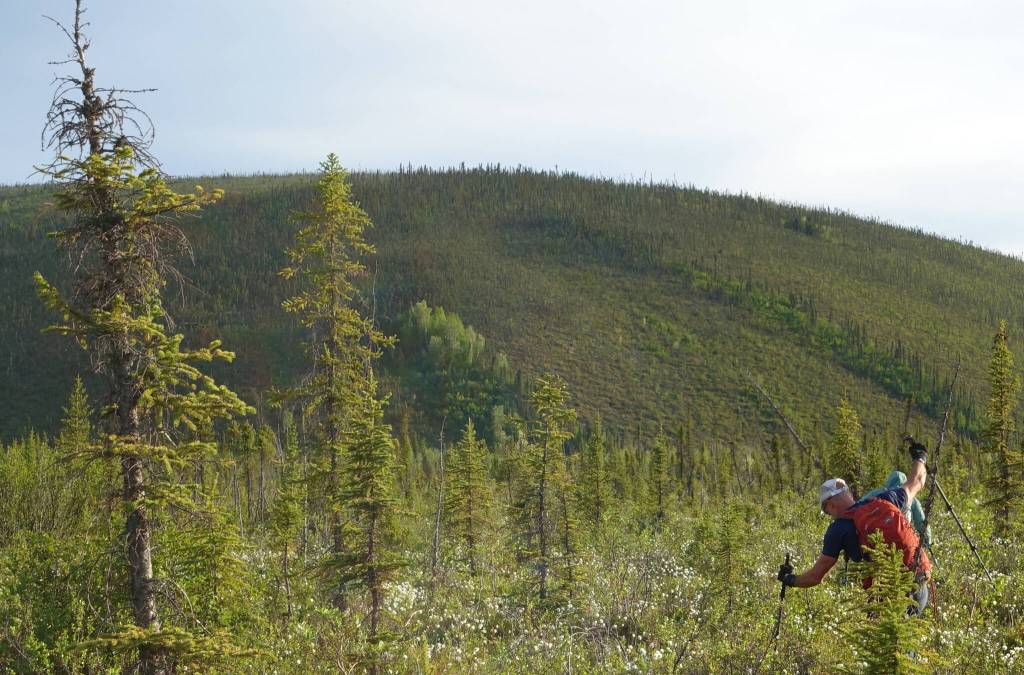 Bruno Grunau and Forest Wagner negotiate trail-less country during the AlaskAcross 2024 race from Eagle Summit to Chena Hot Springs resort. (Photo by Ned Rozell)