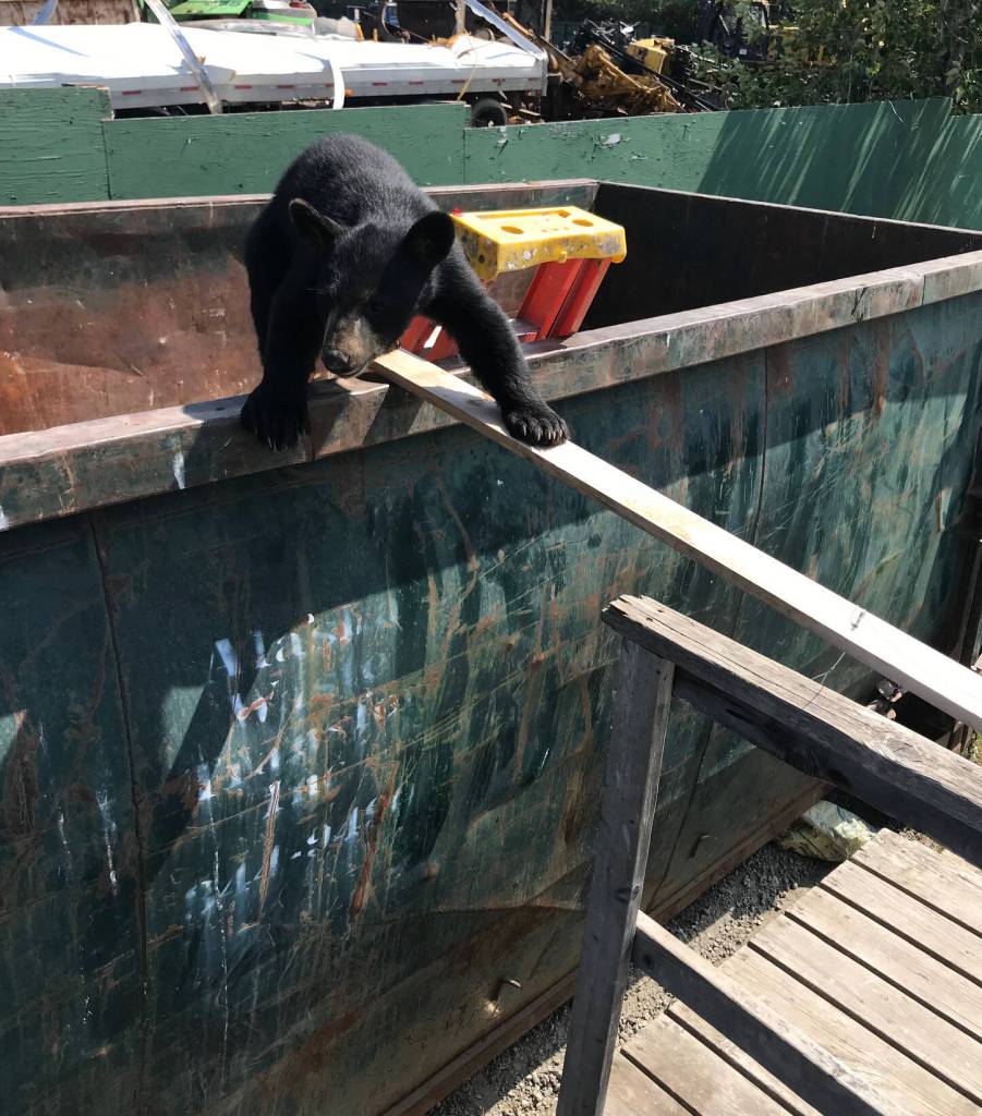 A juvenile black bear is shown climbing out of an unsecured dumpster on June 30, 2022, likely with human assistance from a strategically placed ladder and board. Its age can be assumed by a smaller-sized body and proportionately very large ears. Young 18-month-old black bears are currently being driven off by their mothers during family breakup, a period when adult females and adult males begin mating. Male bears can threaten or kill juveniles. (Photo courtesy Alaska Department of Fish and Game)