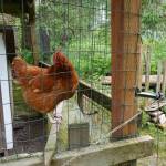 A Rhode Island Red hen surveys her electrified chicken coop fencing. (Laurie Craig / Juneau Empire)