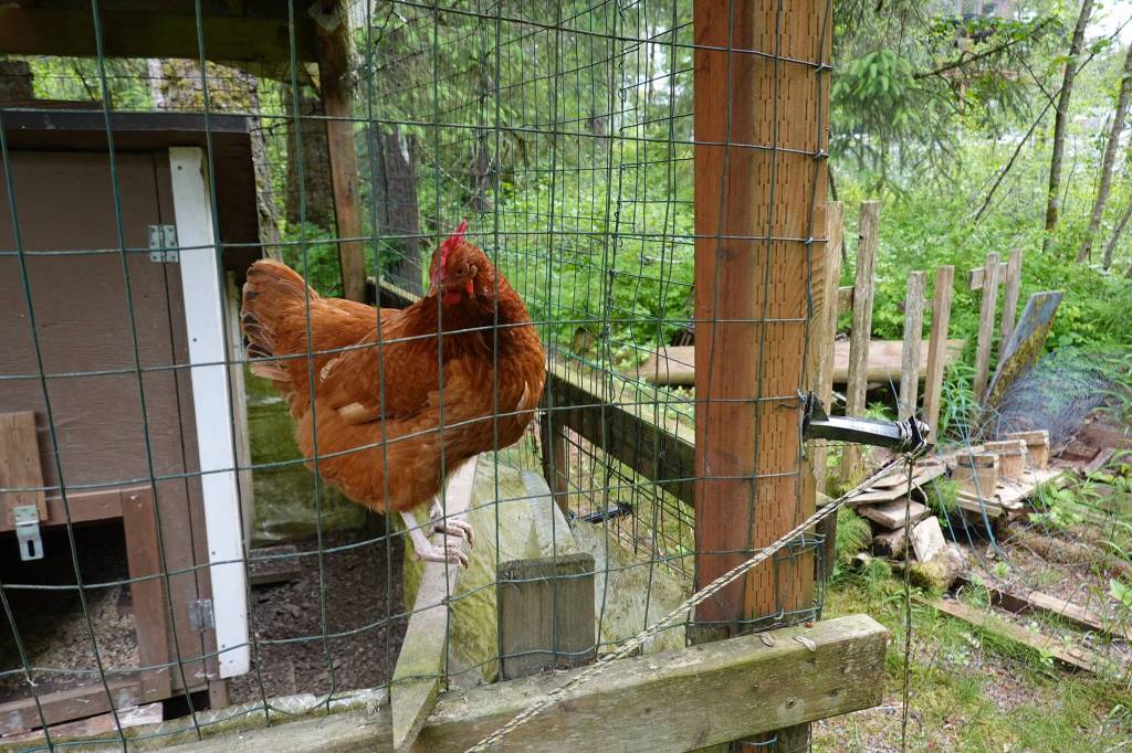 A Rhode Island Red hen surveys her electrified chicken coop fencing. (Laurie Craig / Juneau Empire)