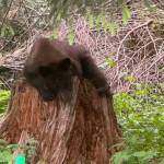 A juvenile bear rests on a stump. (Photo courtesy K. McGuire)