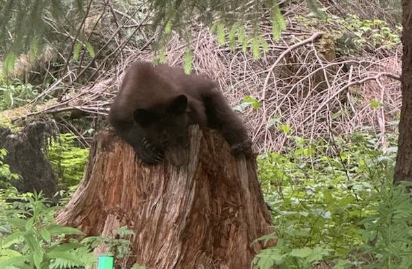 A juvenile bear rests on a stump. (Photo courtesy K. McGuire)
