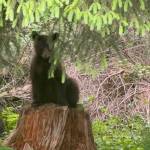 A yearling black bear waits for its mother to return. Most likely she wont. This time of year juvenile bears are separated, sometimes forcibly, by their mothers as families break up during mating season. (Photo courtesy K. McGuire)